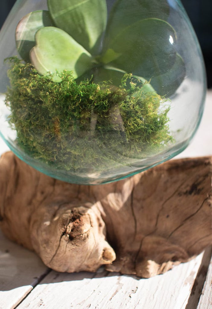 Blown Glass Bowl on Driftwood Base (Large) by Kalalou