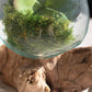Blown Glass Bowl on Driftwood Base (Large) by Kalalou