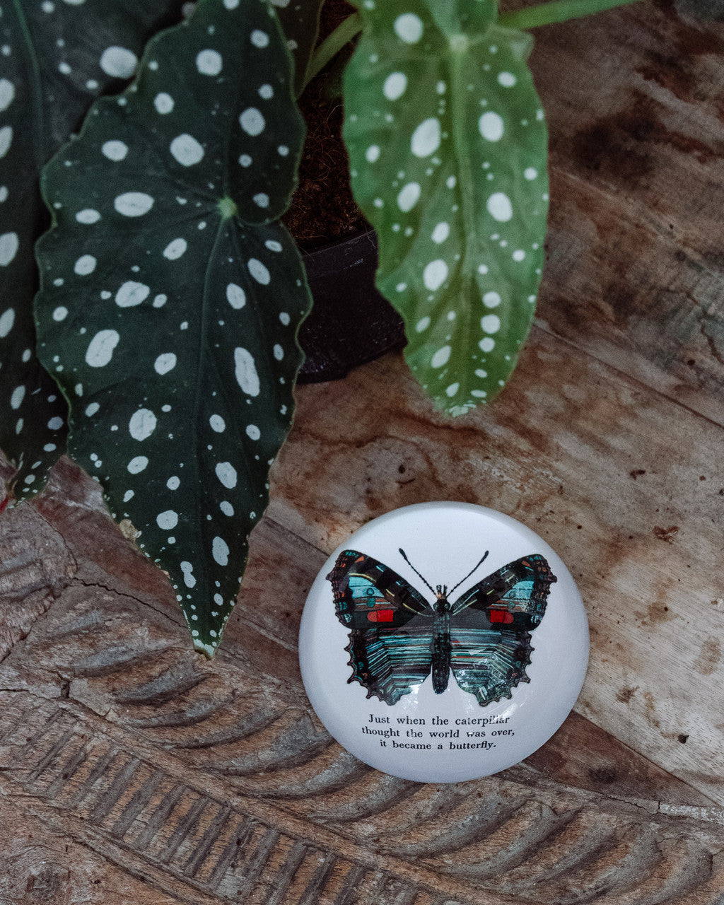 Butterfly Paperweight by Sugarboo